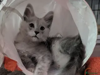 Maine Coon cats Ready soon beautiful Maine coon males - Advert 2