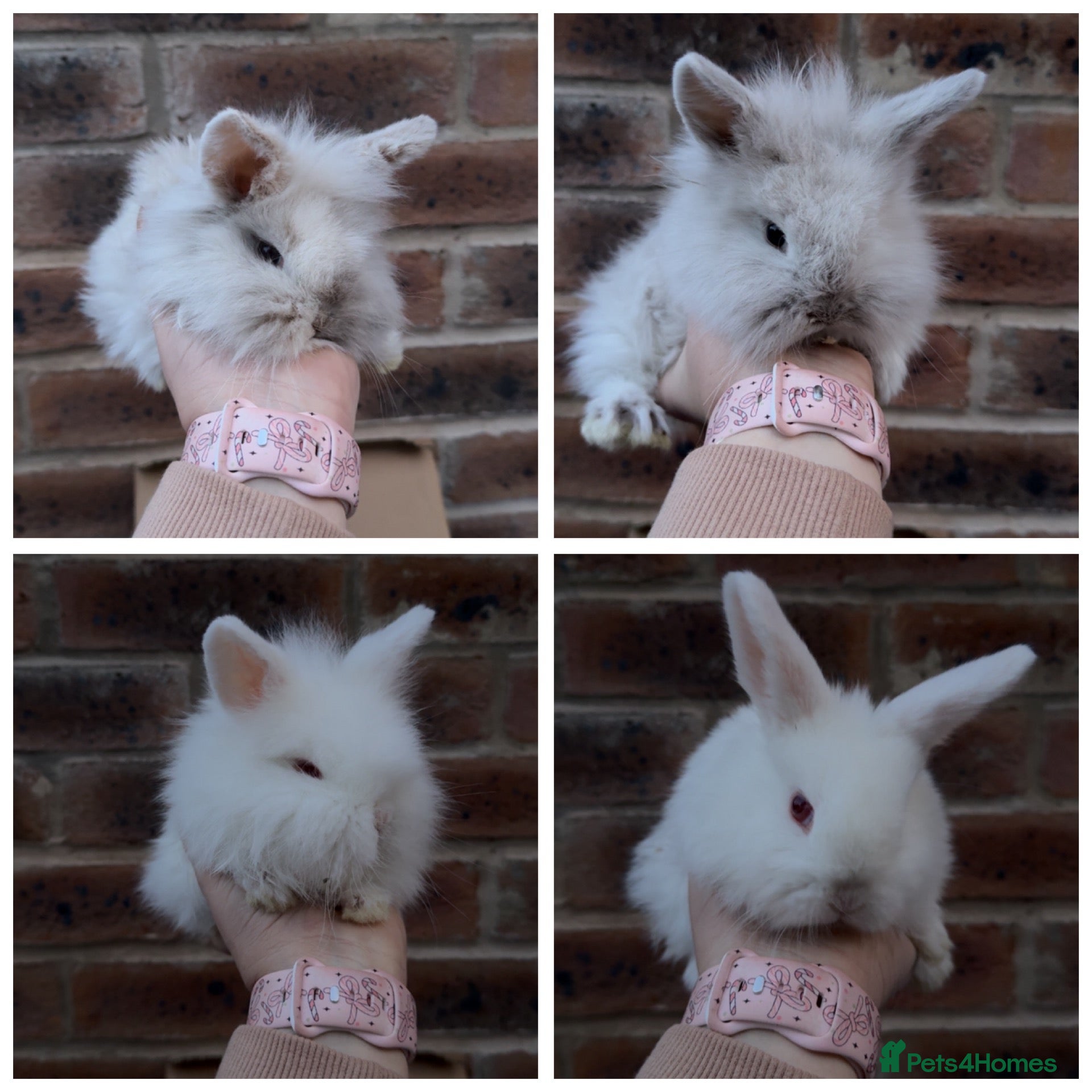 Mixed Breed rabbits Mini lop x lion head bunnies - Advert 2