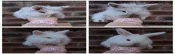 Mixed Breed rabbits for sale: Mini lop x lion head bunnies - Advert 1