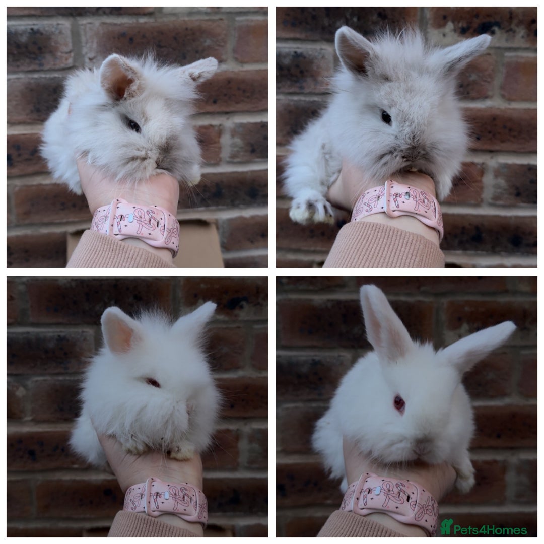 Mixed Breed rabbits for sale: Mini lop x lion head bunnies - Advert 1