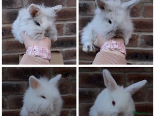 Mixed Breed rabbits Mini lop x lion head bunnies - Advert 6