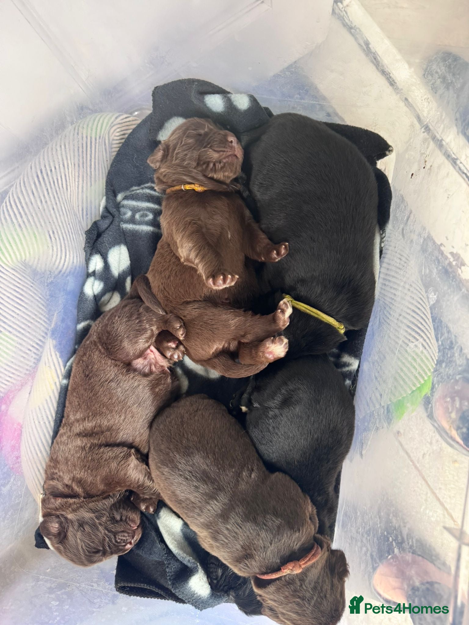 Newfoundland dogs Kc Registered & health tested Newfoundland Puppies - Advert 2