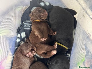 Newfoundland dogs - Advert 36