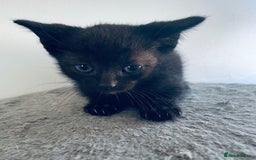 Scottish Fold cats for sale: Scottish fold kitties for sale  - Advert 7