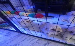 Poochon dogs for sale: Beautiful Poochon Puppies - Image 14