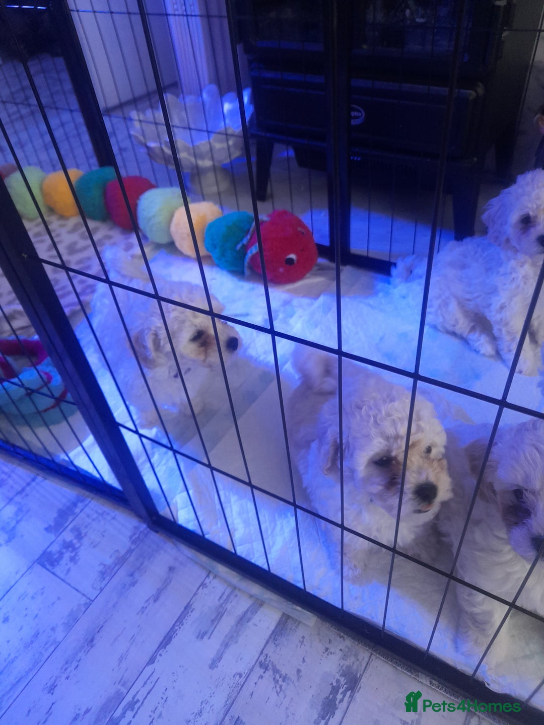 Poochon dogs for sale: Beautiful Poochon Puppies - Image 14