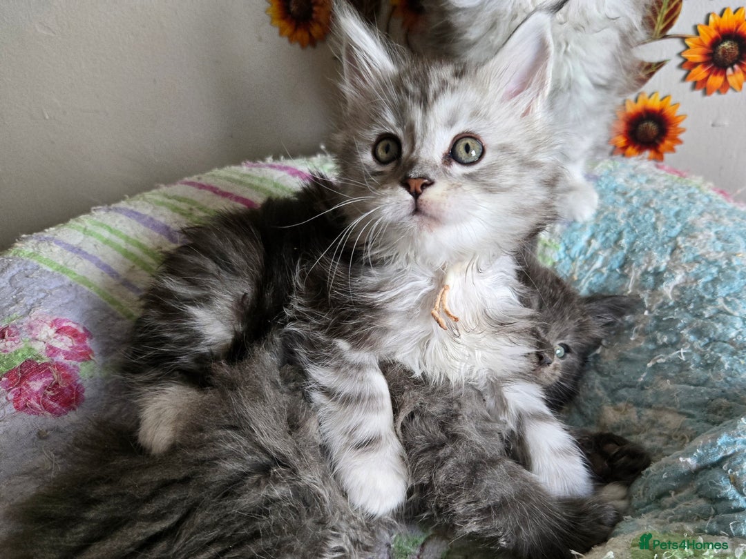 Maine Coon cats for sale: Stunning GCCF Maine Coon kittens  - Image 14