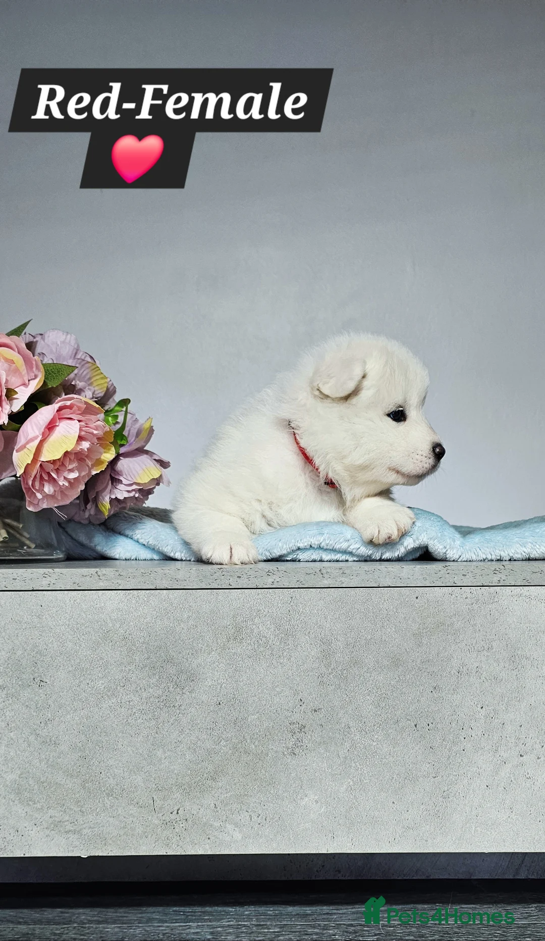 Samoyed dogs for sale: ‼️KC Registered Puppies!!!‼️ - Advert 18