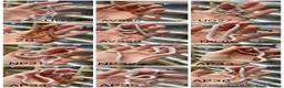 Corn Snake reptiles for sale: !! Wide range of baby Cornsnakes for sale !! - Advert 3