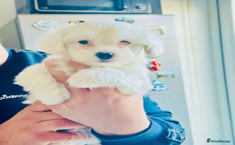 Bichon Frise dogs - Advert 3