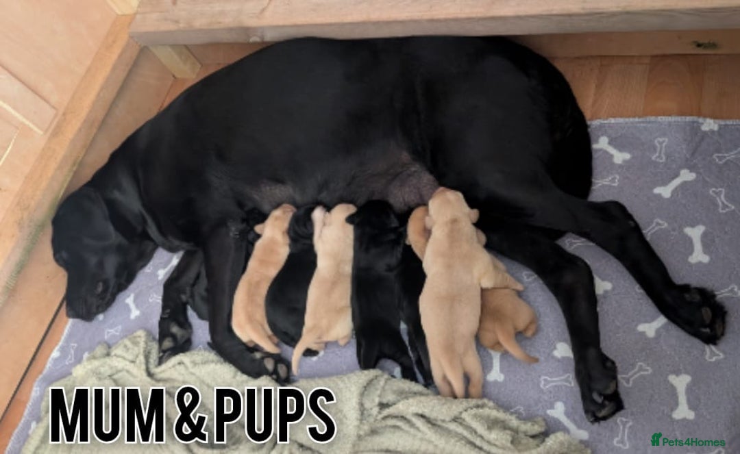 Labrador Retriever dogs for sale: Black/Golden Labrador Pups - Image 2