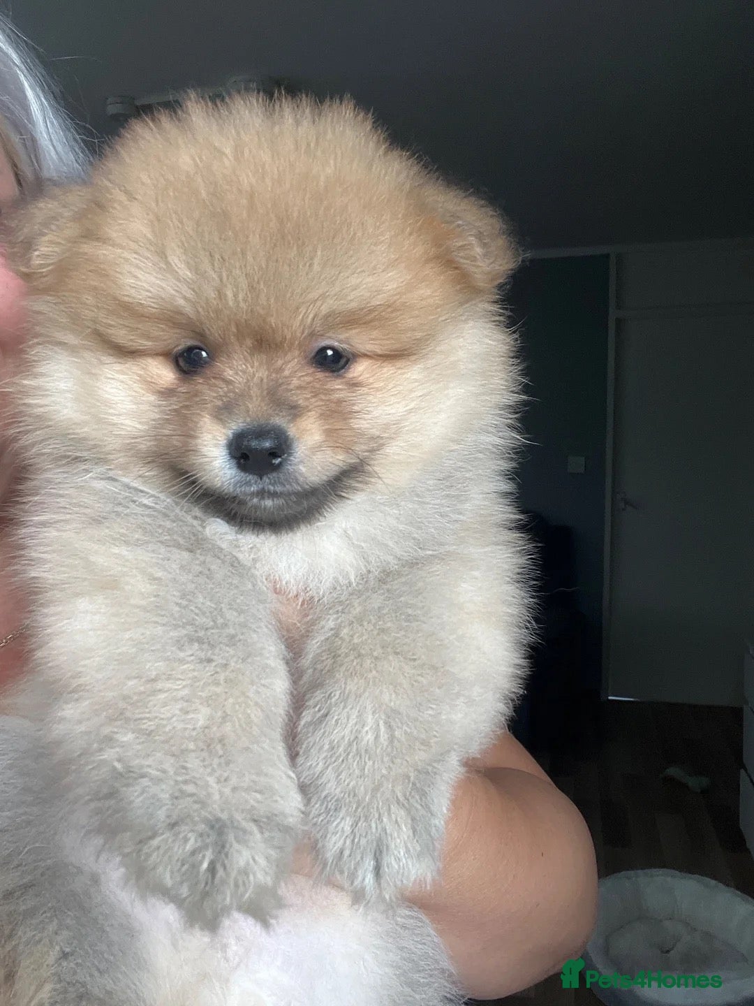 Pomeranian dogs XS real Teddy Bear Pomeranian puppies 🥰🐾🐾 - Advert 3