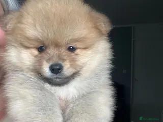 Pomeranian dogs XS real Teddy Bear Pomeranian puppies 🥰🐾🐾 - Advert 3