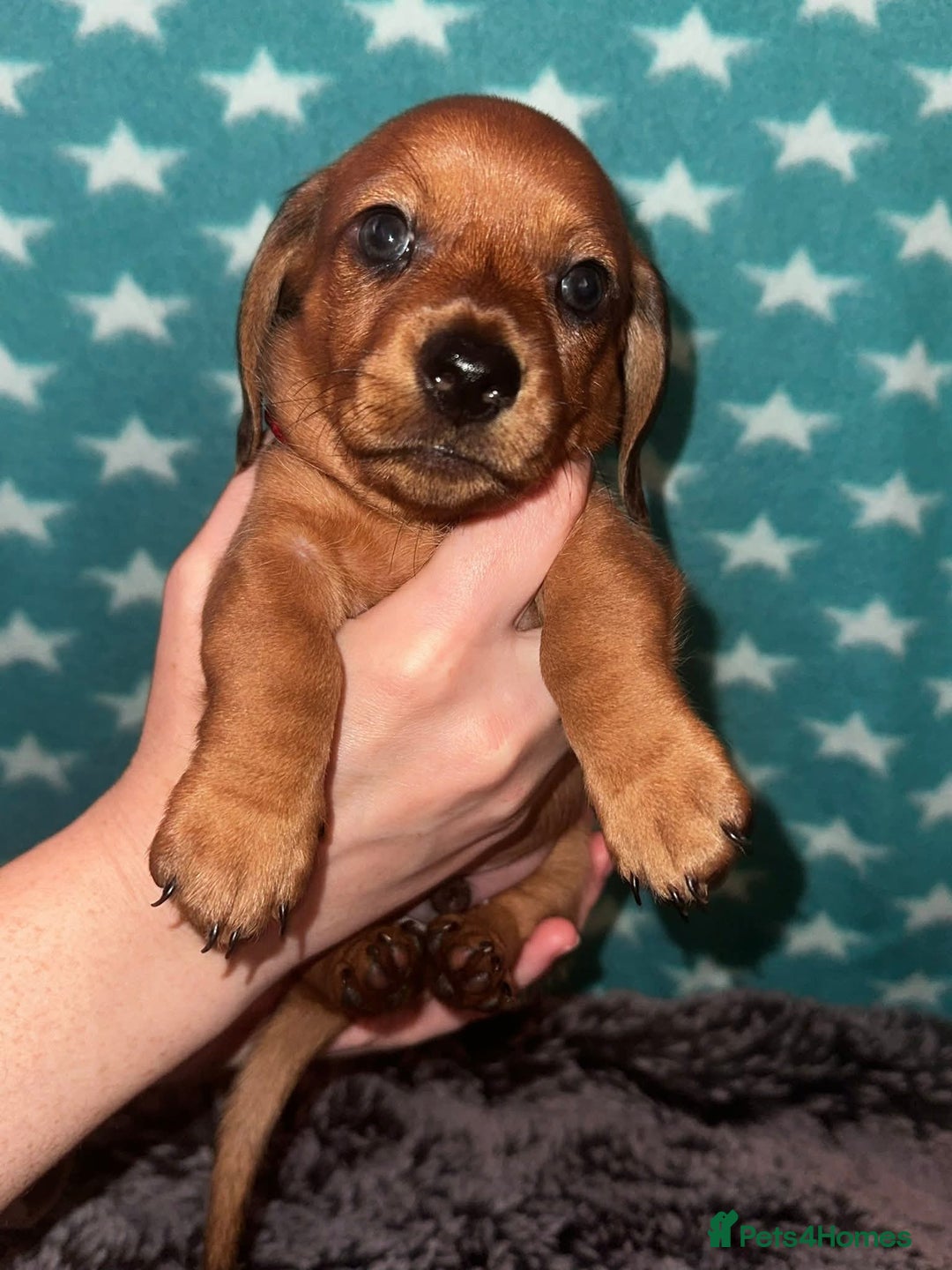 Miniature Dachshund dogs for sale: mini dachshund puppies - Image 3