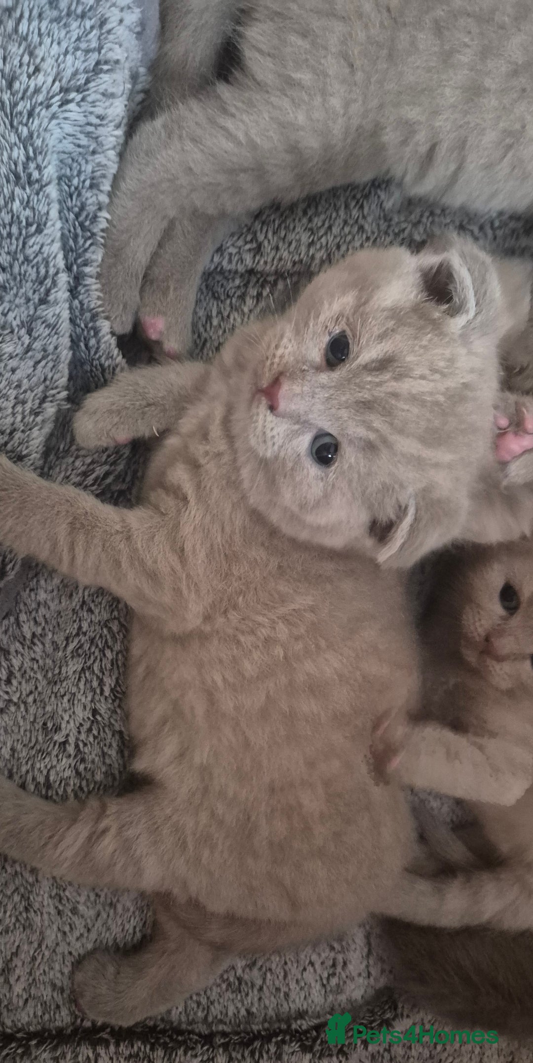 Scottish Fold cats for sale: Scottish fold and straight kittens  - Image 3
