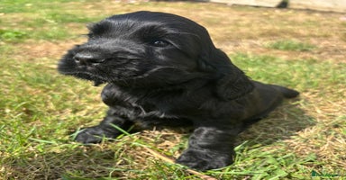 Cocker Spaniel dogs - Advert 7