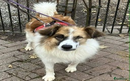 Mixed Breed dogs for adoption: Jessie ❤️ - Advert 6