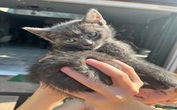 British Shorthair cats for sale: British short hair Mix - Image 9