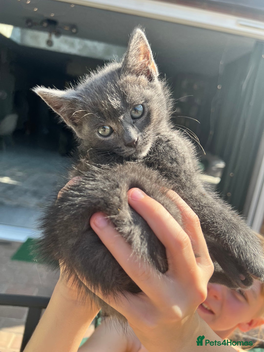 British Shorthair cats for sale: British short hair Mix - Image 9
