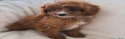 Cavapoo dogs for sale: Cavapoobabiesuk litter has arrived - Advert 8