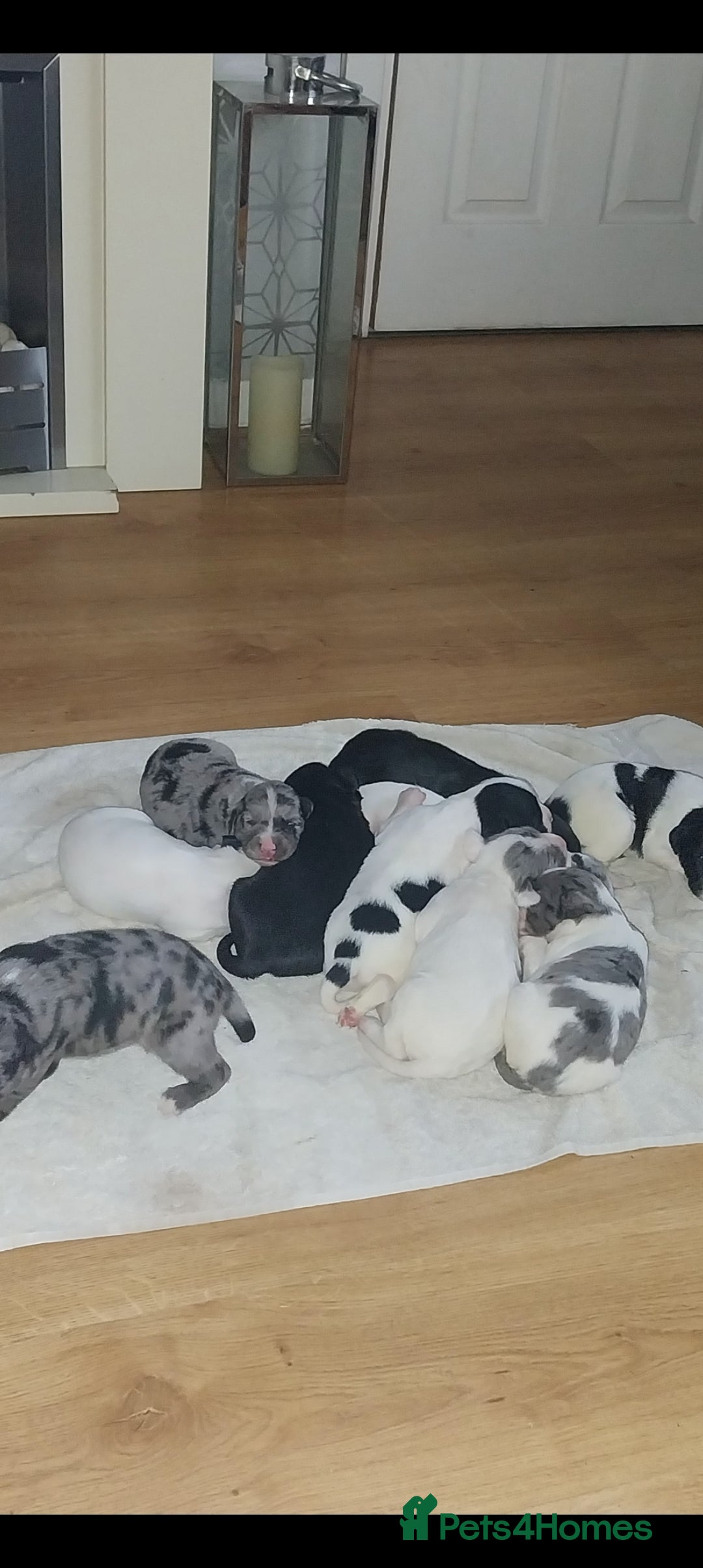 Mixed Breed dogs for sale: English springer spaniels x blue merle lurcher - Advert 2