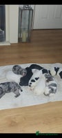 Mixed Breed dogs English springer spaniels x blue merle lurcher - Advert 3
