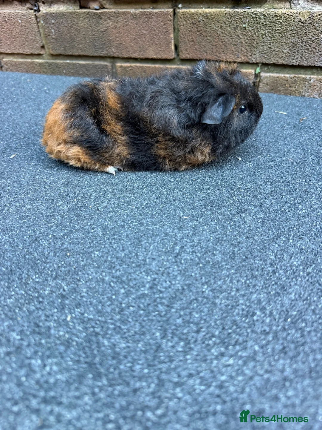 Guinea Pig rodents for sale: Beautiful Baby  Guinea pigs  - Advert 2