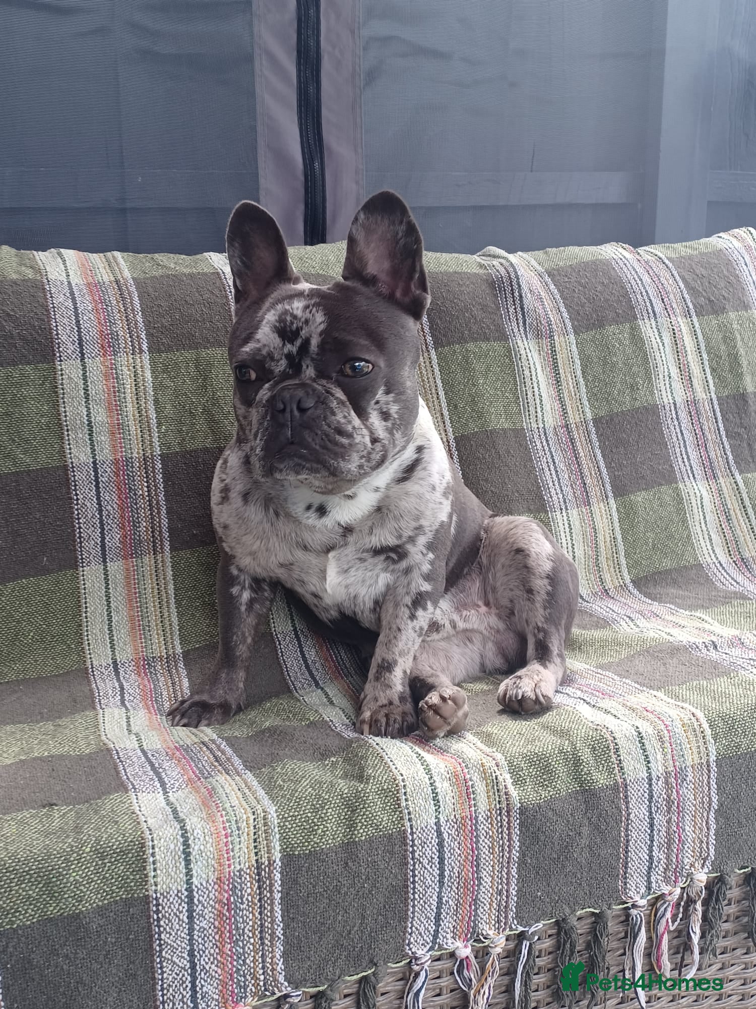 French Bulldog dogs Male Blue Merle frenchie - Advert 1