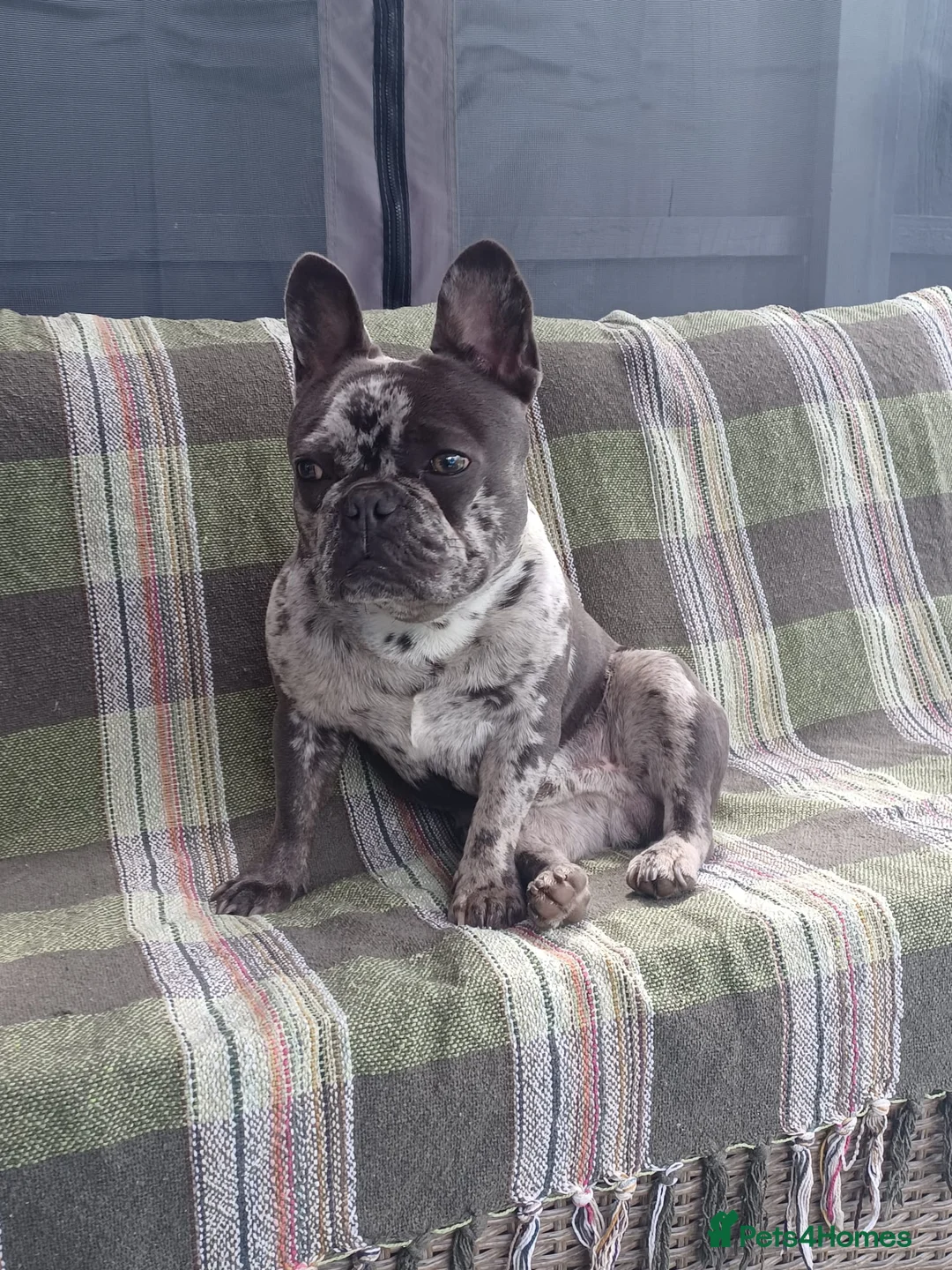 French Bulldog dogs for sale: Male Blue Merle frenchie - Advert 1