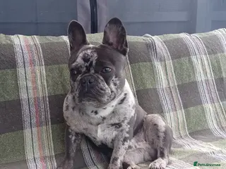 French Bulldog dogs Male Blue Merle frenchie - Advert 1