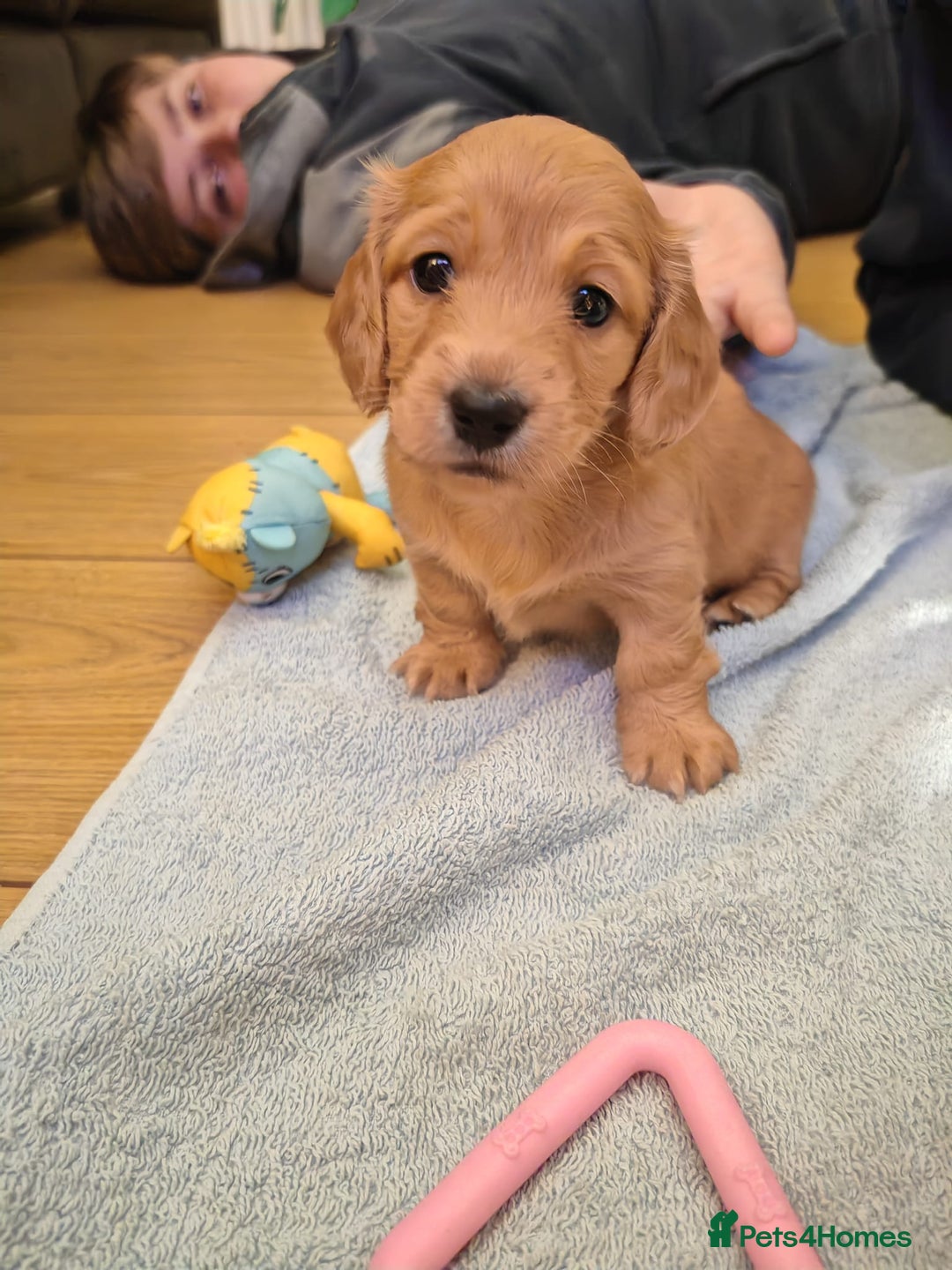 Miniature Dachshund dogs for sale: Miniature log haired - Advert 4