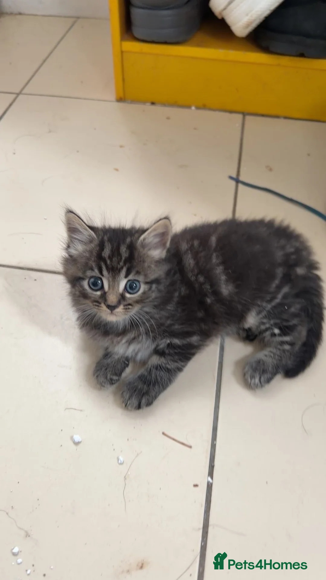 Mixed Breed cats for sale: Kittens - Advert 2