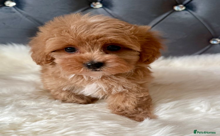 Maltipoo dogs for sale in Manchester - Advert 1