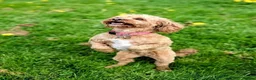 Cavapoo dogs for sale: Daisy in Nottingham - Advert 4