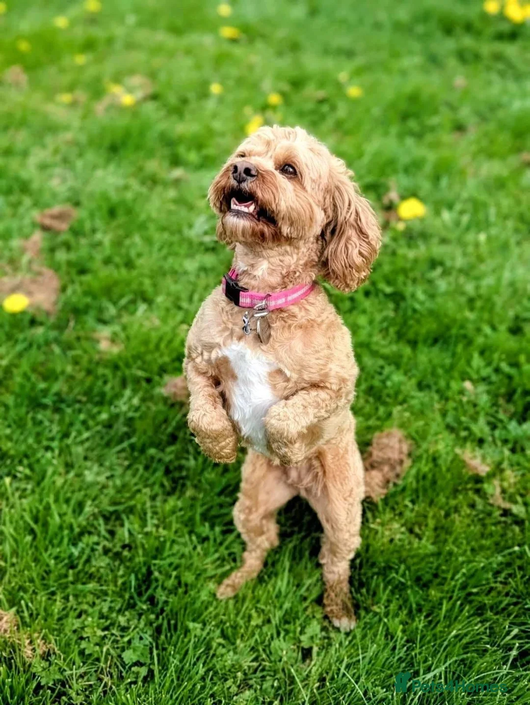 Cavapoo dogs for sale: Daisy in Nottingham - Advert 4