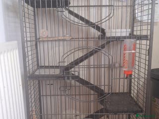 Chinchilla rodents Male chinchilla and cage - Advert 4