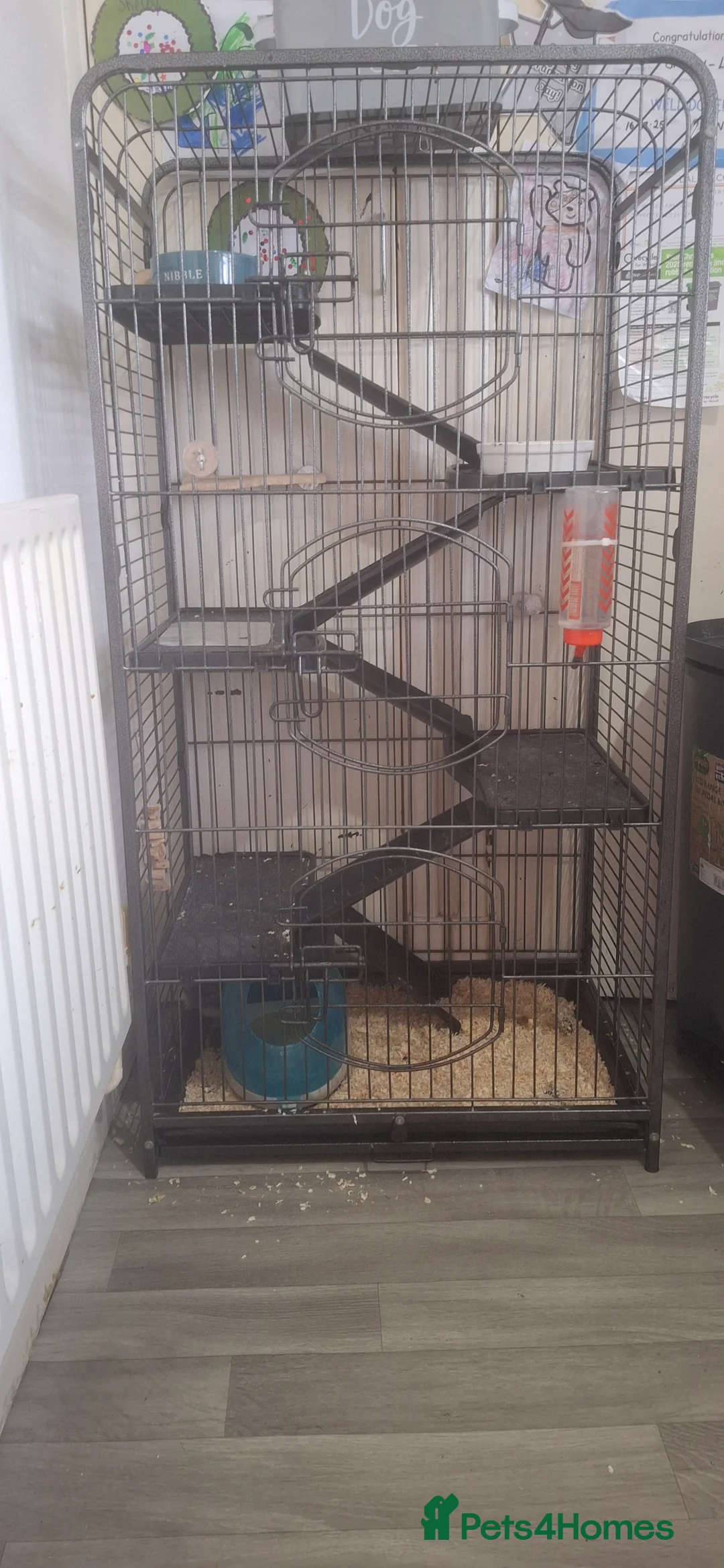 Chinchilla rodents for sale: Male chinchilla and cage  - Advert 1