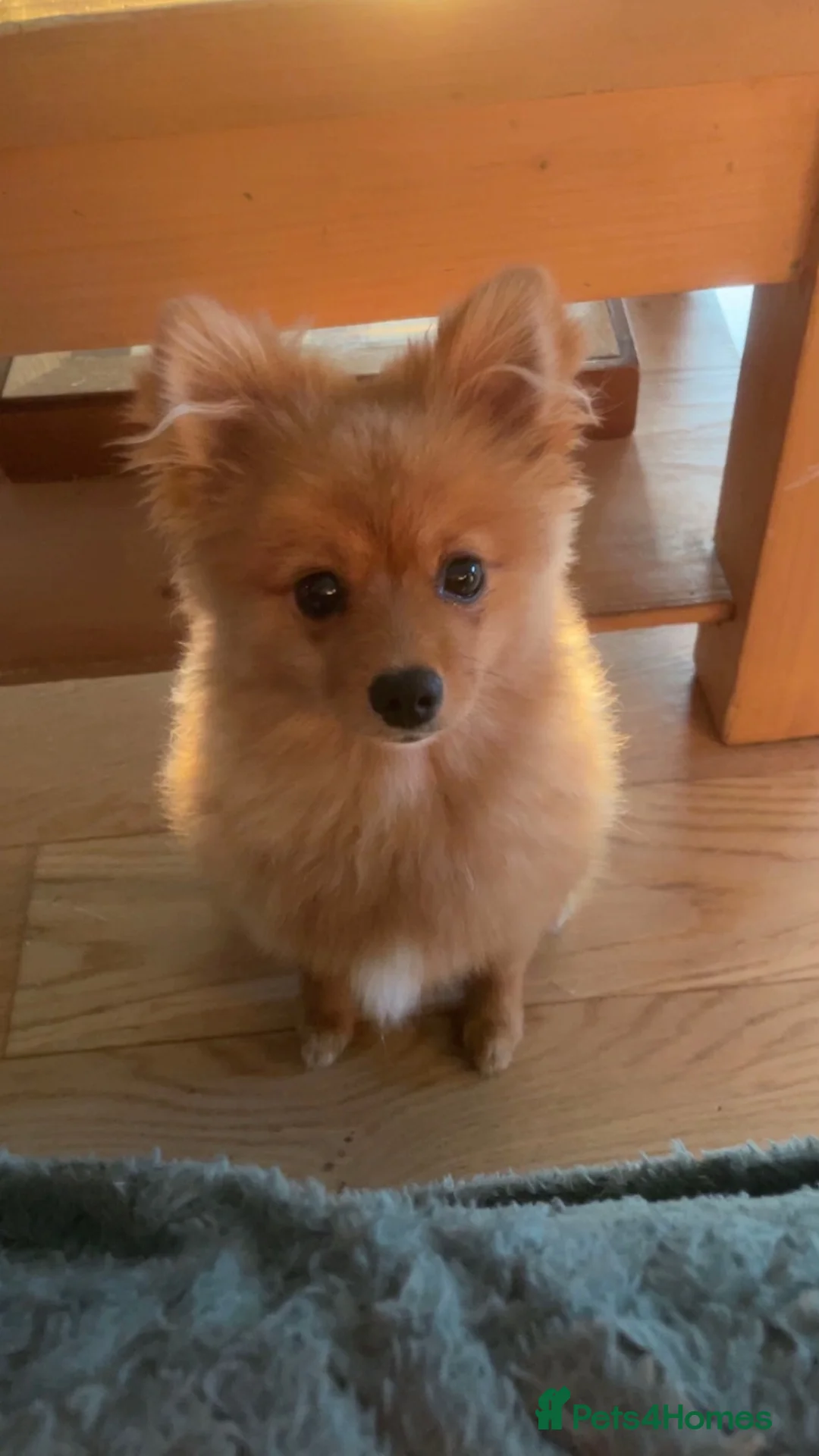 German Spitz dogs for sale: German spitz  - Advert 8