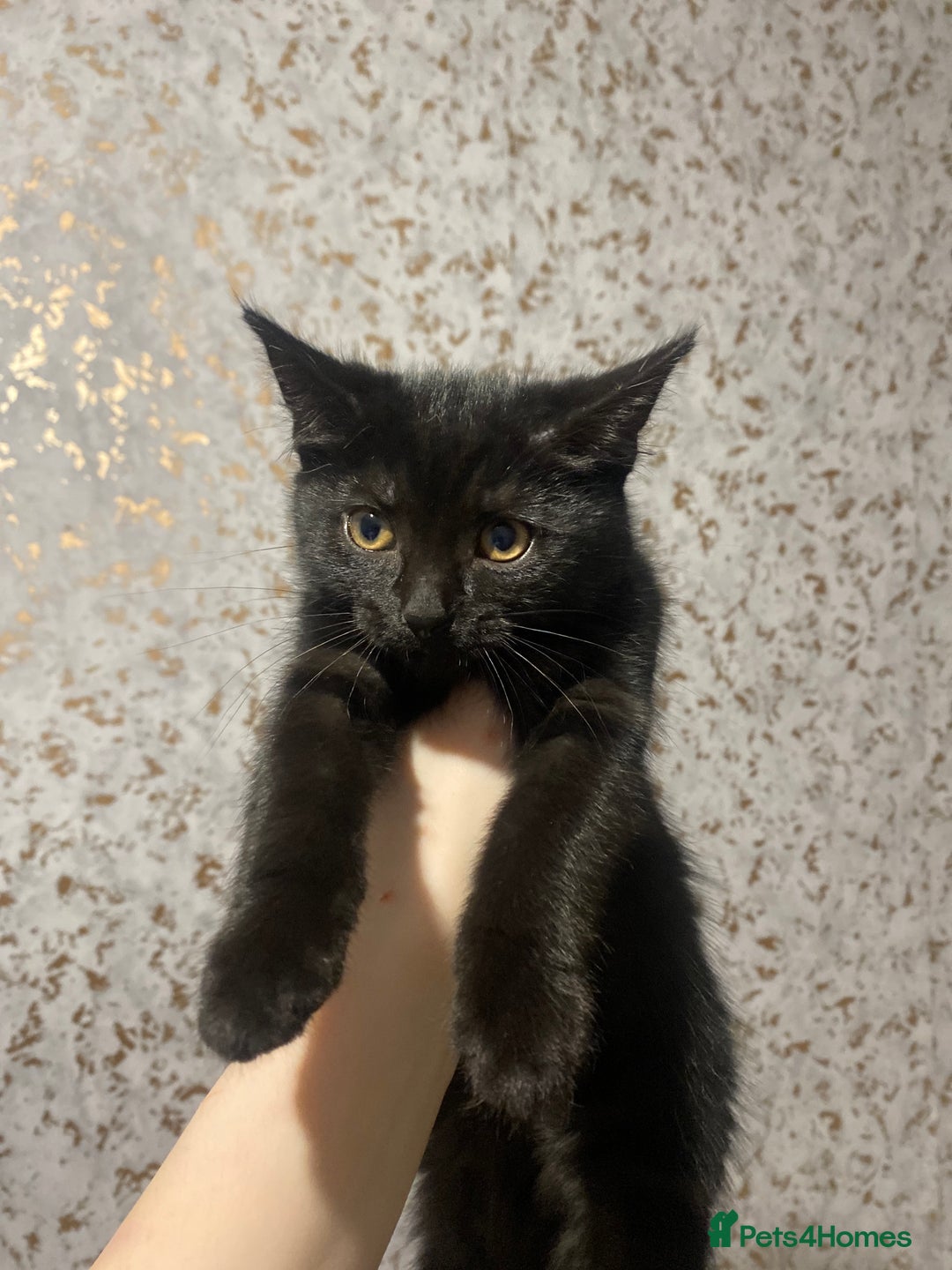 Mixed Breed cats for sale: 3 black kittens, 9 weeks almost 10 - Advert 3