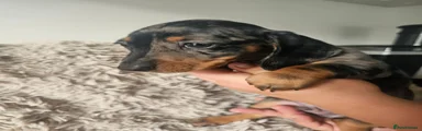 Dachshund 1