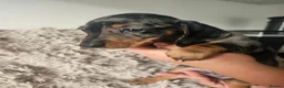 Dachshund dogs for sale: Miniature Dashund 💕 - Advert 7