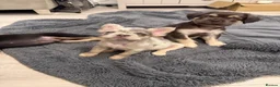 French Bulldog dogs for sale: Fluffy French bulldogs - Advert 22