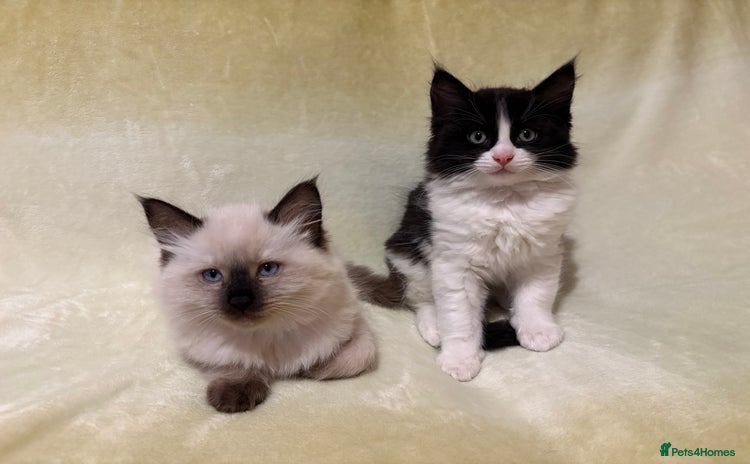 Ragcoon cats - Advert 1