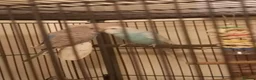 Budgerigars birds for sale: 4 Budgies with Large Cage – Complete Setup - Advert 6