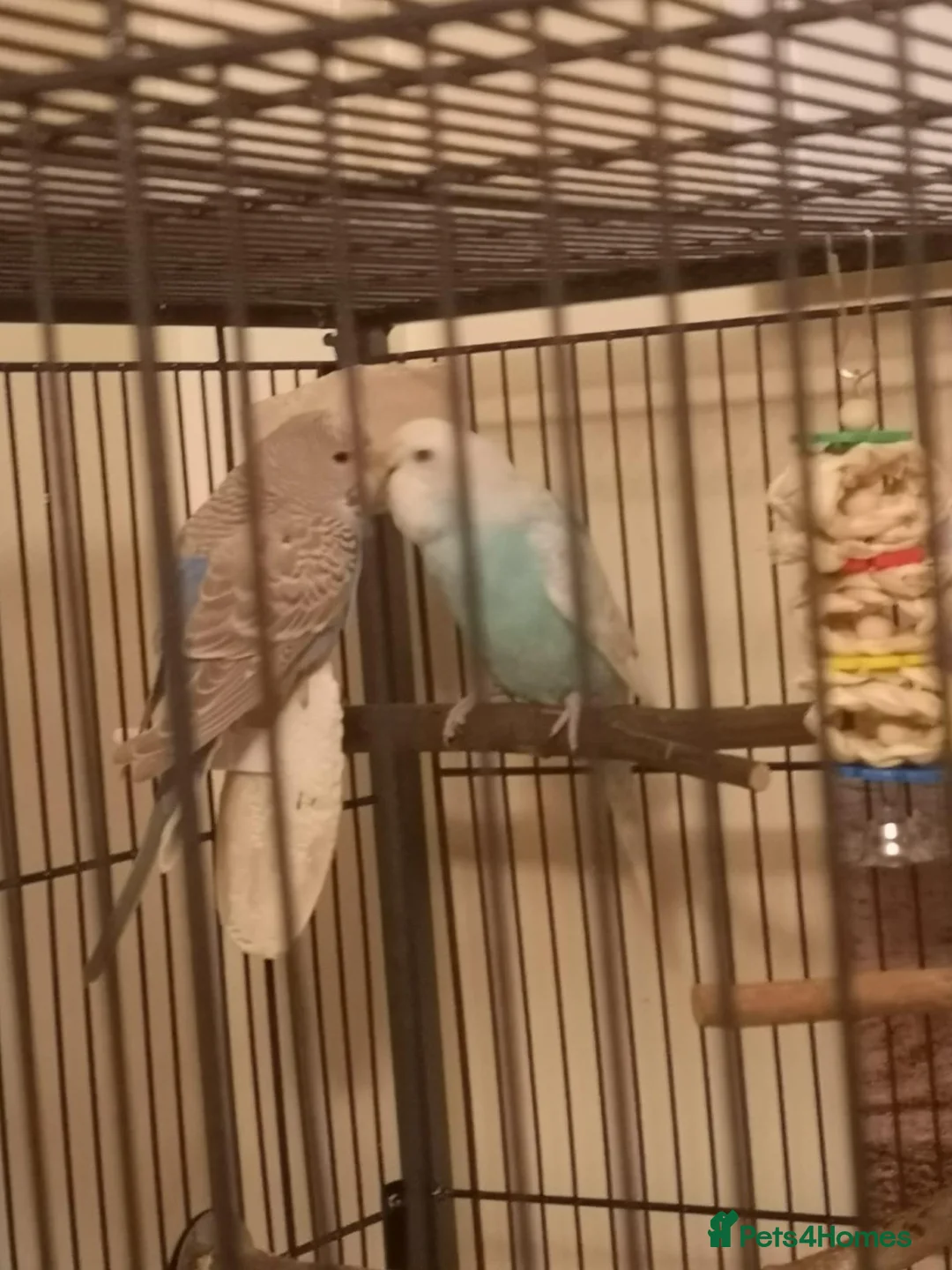 Budgerigars birds for sale: 4 Budgies with Large Cage – Complete Setup - Advert 6