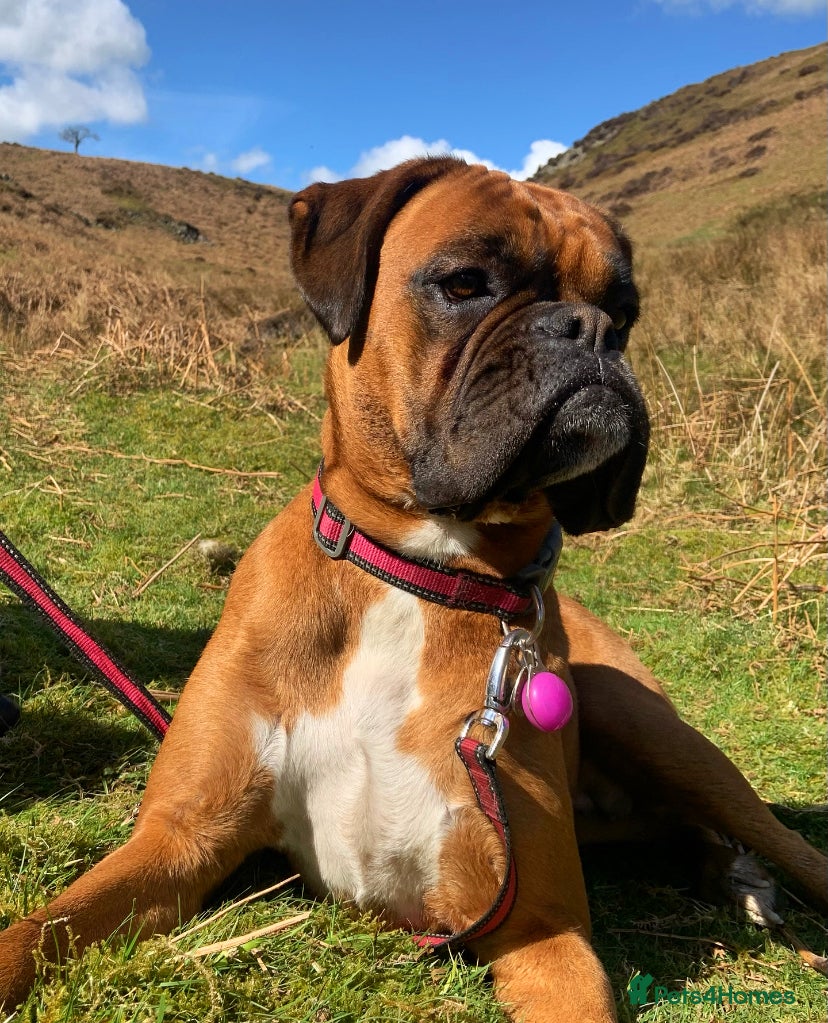 Boxer dogs KC registered naturally reared Boxer puppies - Advert 2