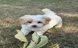 Maltipoo dogs for sale: 🌟 READY NOW 🌟 F1 Maltipoos  - Image 6