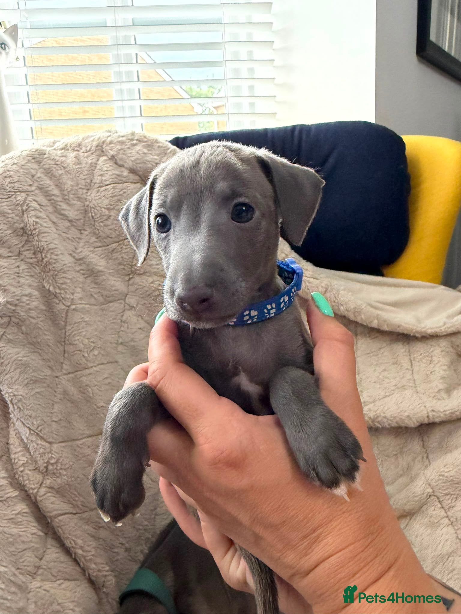 Italian Greyhound dogs Grey italian greyhound puppies - Advert 20