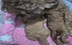 Cavapoo dogs for sale: Beautiful red cavapoo babies - Image 8