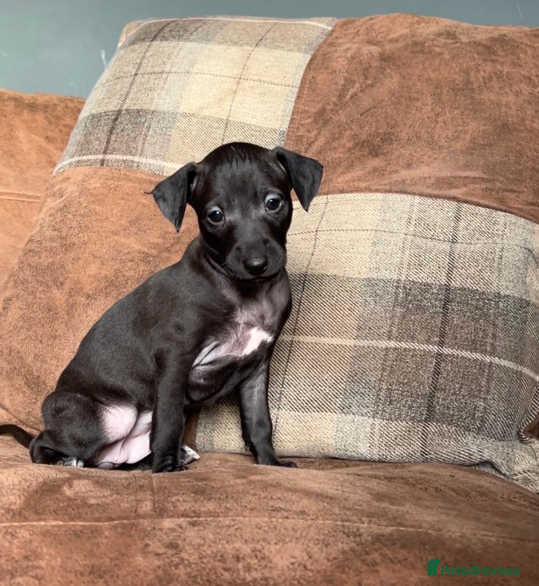 Italian Greyhound dogs for stud: Proven Italian Greyhound KC Registered Stud in York - Advert 7